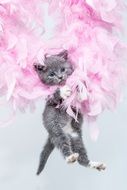 cute fluffy Kitten playing
