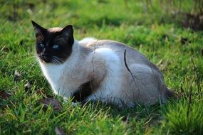 Siamese cat is sitting on the grass