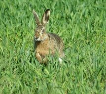 gray hare is jumping on a green meadow