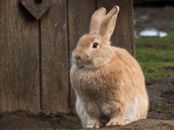sweet Hare Animal Long Eared Rodent