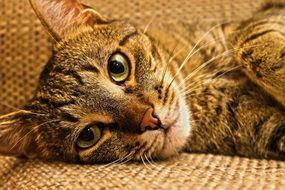 relaxed domestic tabby cat