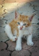 red kitten washes