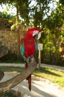 beatuful red parrot