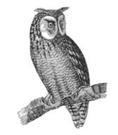 owl Bird vintage Engraving