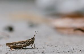 Cricket Grasshopper Bug