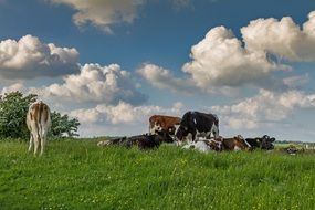 landscape of the domestic Cows on a hill in Denmark