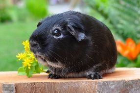 portrait of a guinea pig with smooth hair