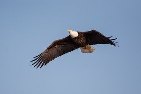 Beautiful black and white bald eagle high in the blue sky