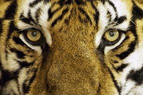 macro photo of tiger's face with yellow eyes