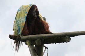 monkey under the cloth on a branch