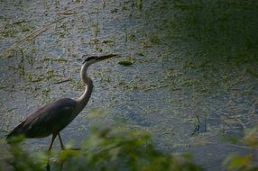 Heron Bird near Water portrait