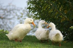 ducks near the green bush