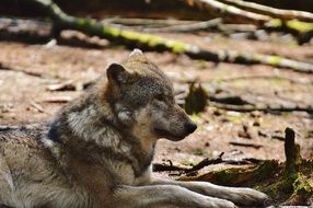 Wolf Wildpark Poing