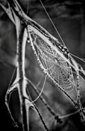 spider web on a tree branch