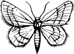 moth image