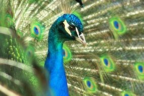 blue peacock with a beautiful tail