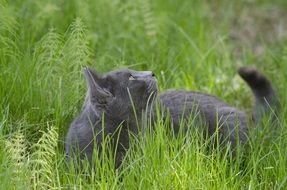 Grey cat looking up