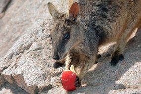 Rock Wallaby eats apple, australia