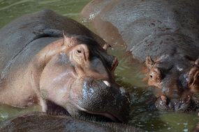 dangerous hippopotamus water zoo