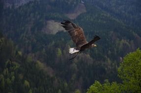 flying free eagle