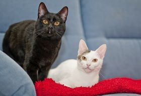 black cat and white cat on the couch