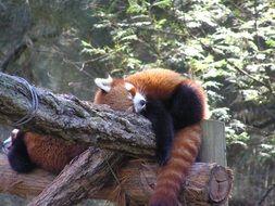 cute furry animal is sleeping on the fence