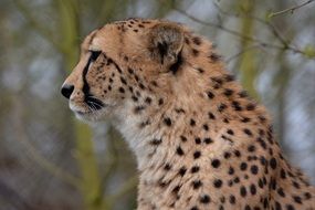 cute Leopard Animal Jaguar