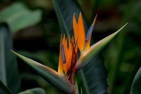 Strelitzia is a flower in a botanical garden