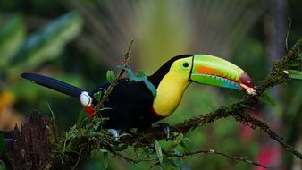 colorful Keel Billed Toucan perched branch