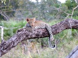 Wild Leopard in Africa