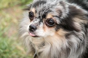 gray chihuahua on the street