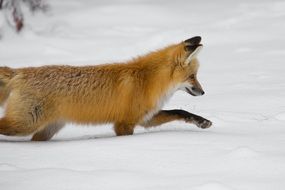 wild fox in winter In the snow