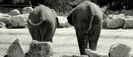 Elephants in nature