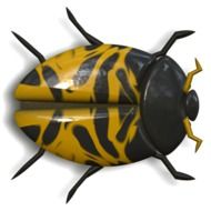 yellow ladybird on the white background