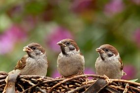 three hungry sparrows