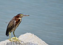 closeup sea bird