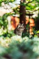 distant view of a cat in nature