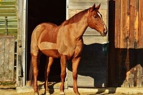 graceful horse in the farm