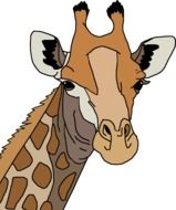 head drawing of a giraffe on a white background