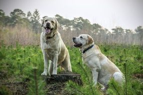 two white labradors in a pine nursery