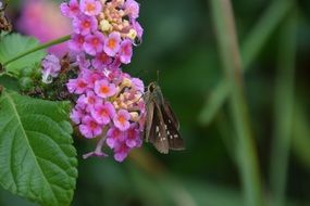 Pink Flower with Moth Dew Insect
