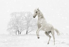 white horse is jumping in the snow