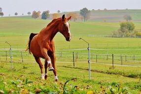 galloping farm horse