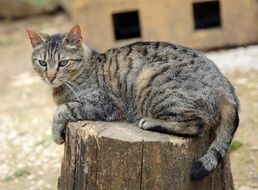 gray cat on a log