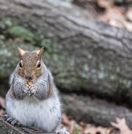 grey fluffy Squirrel Eating