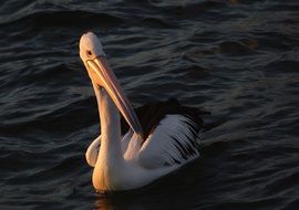 pelican with huge beak on the water