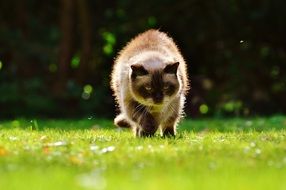 lurking british shorthair cat