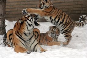 tigress with tiger cubs in winter