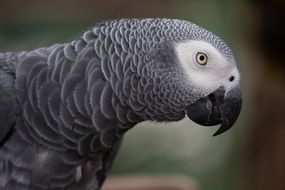 grey parrot