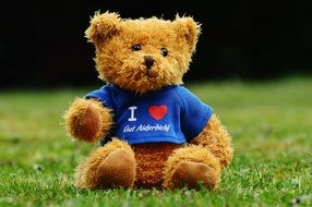 Teddy bear in a blue shirt on a green grass